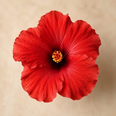 Hibiskus