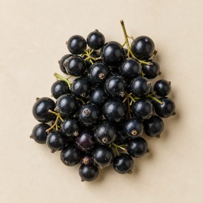 schwarze Johannisbeere