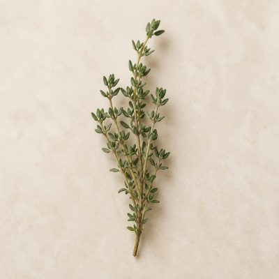 Thymian