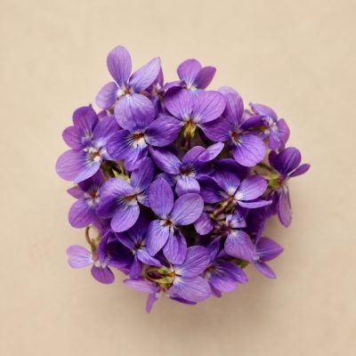 Veilchen